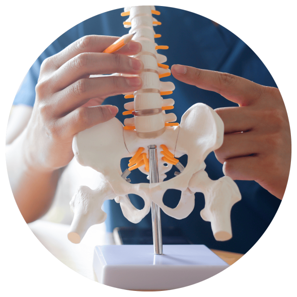 A chiropractor pointing at a spot on the spine of a skeletal model.